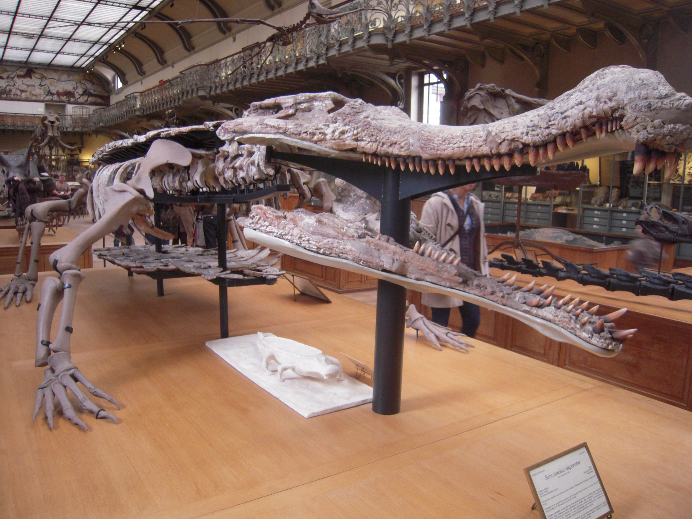 a group of dinosaurs skeleton display in a museum