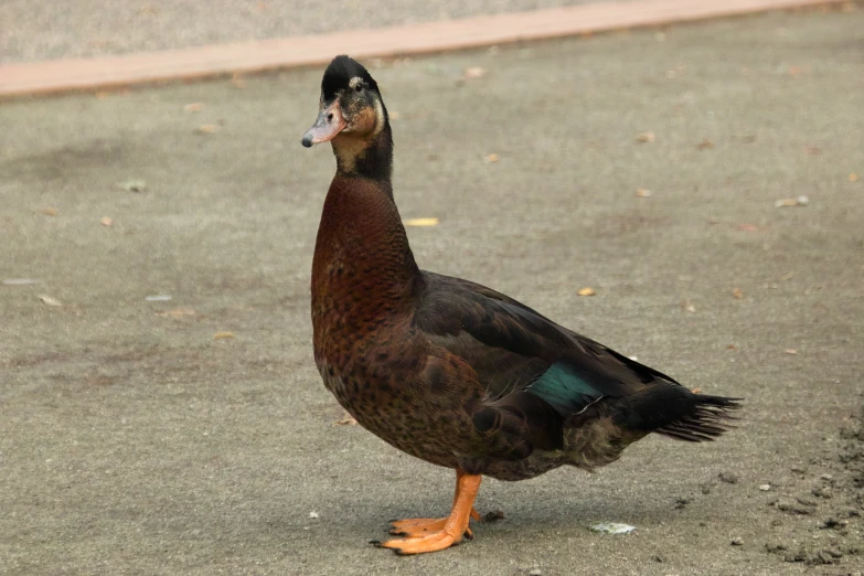 a duck walking on the ground with leaves on the ground