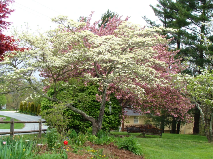 trees lining a street near a rural setting