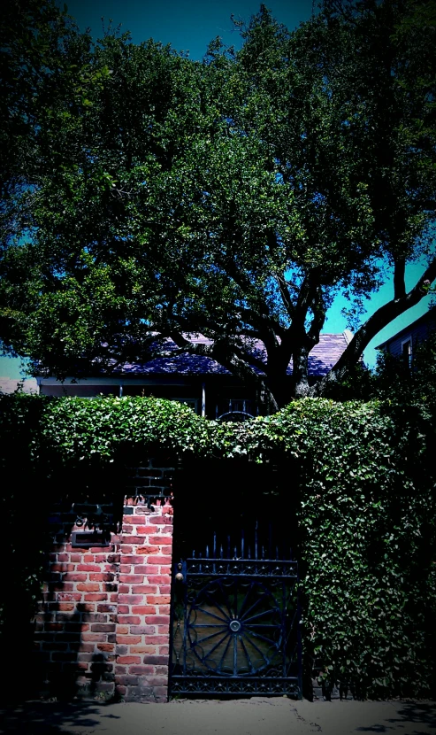 an ivy covered building next to a tree