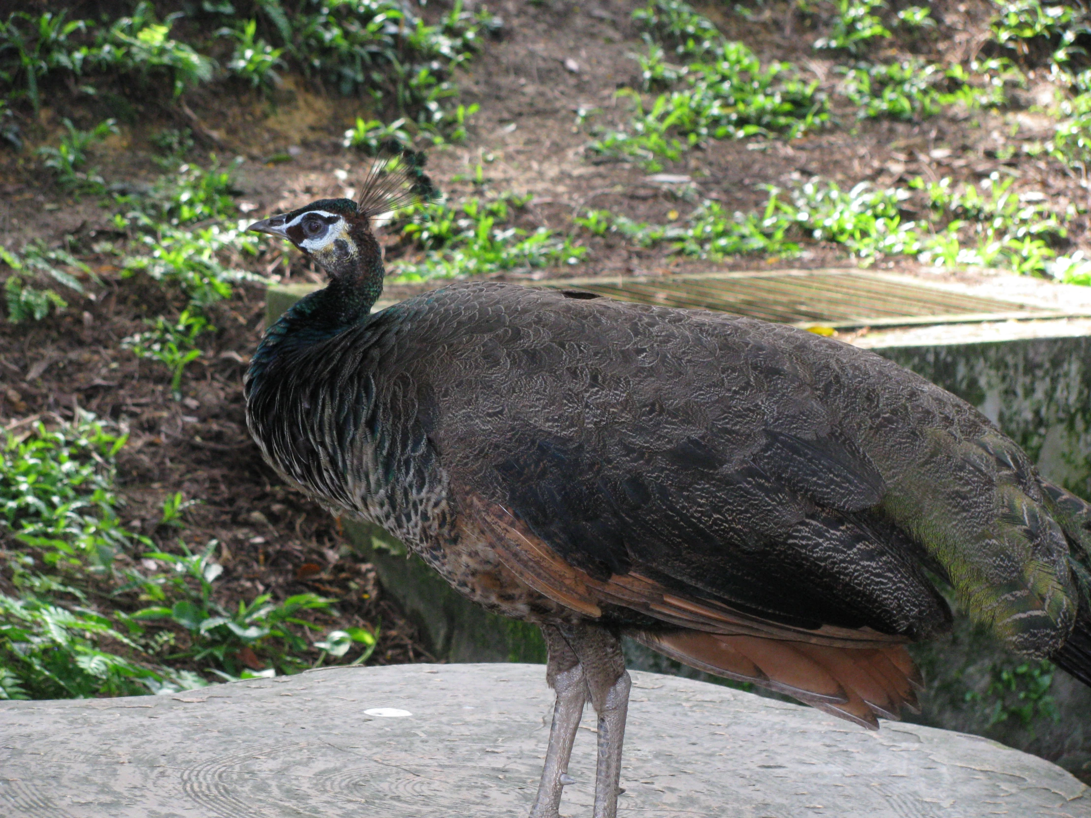 a close up of a bird near plants