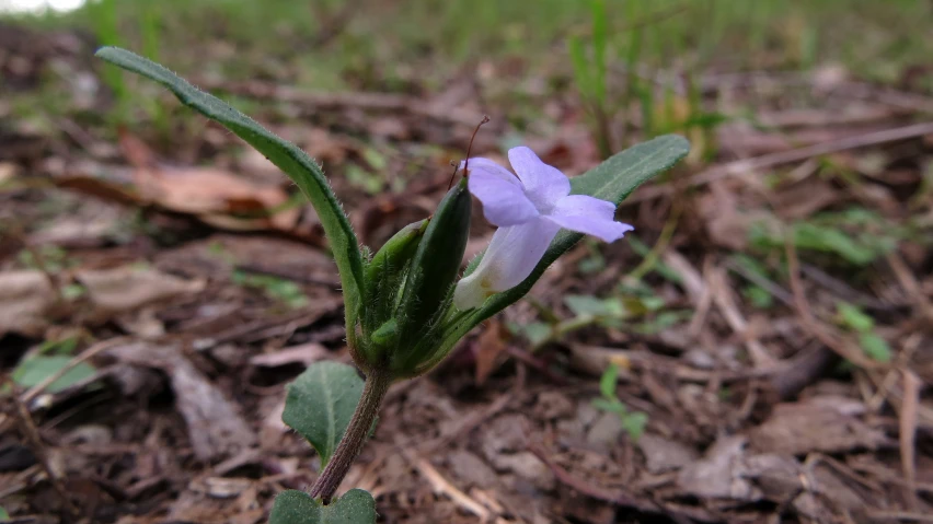 a small purple flower growing from a field