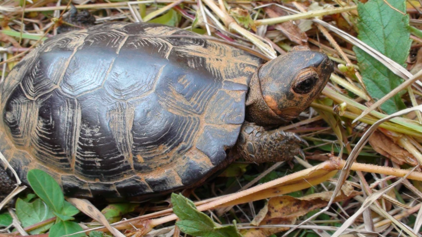 an image of a turtle in the woods