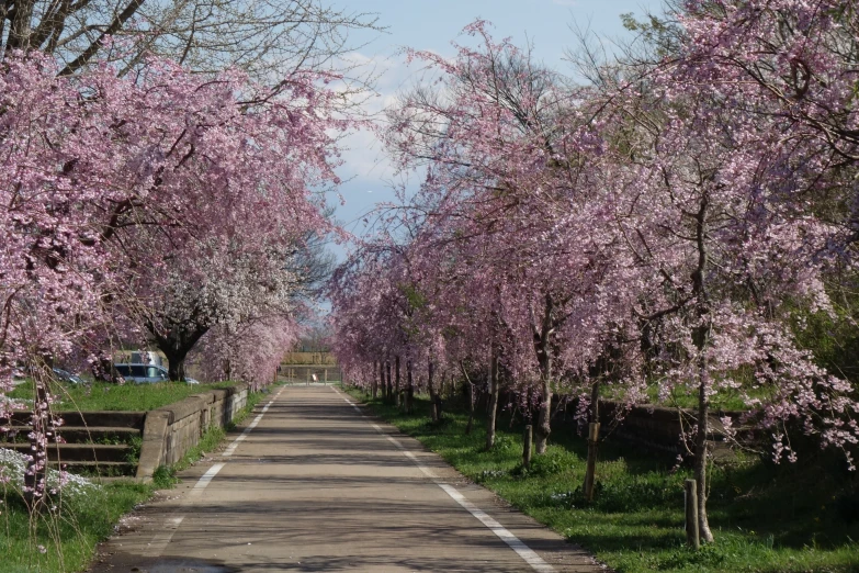 a row of trees along side a road