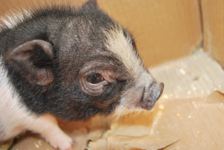 this small pig is standing on the floor