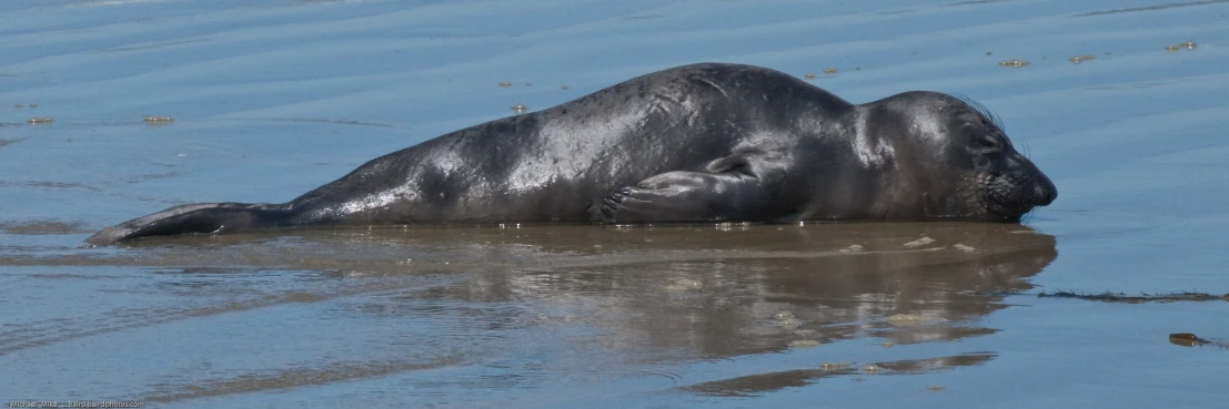 a elephant floating in the water with his head above his body