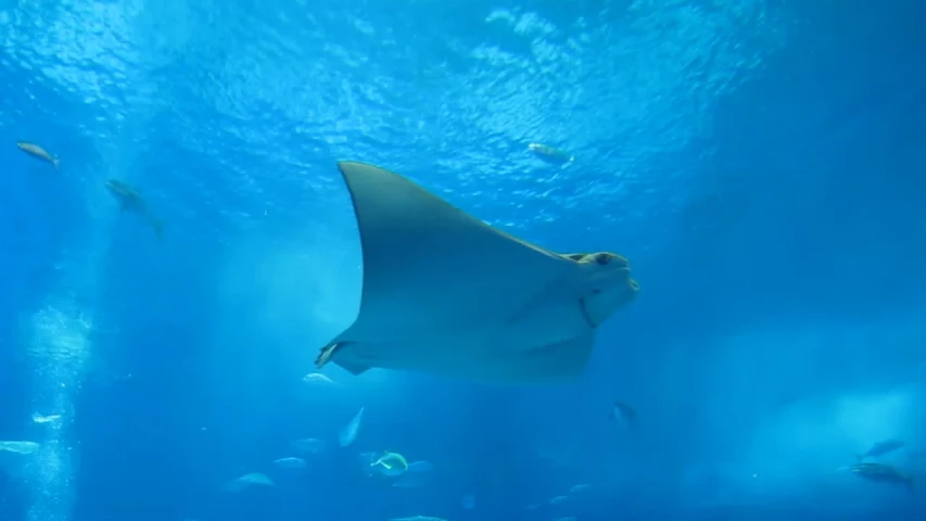 a group of fish swimming under water near a large manta ray