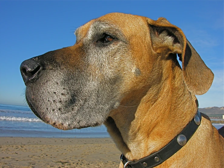 a brown dog standing on a beach under a blue sky