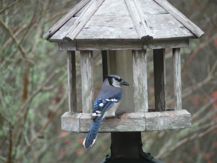 a bird that is sitting on top of a bird feeder