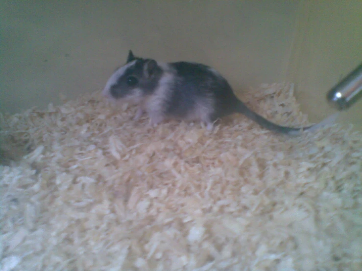 a gray and white animal standing on top of some rice