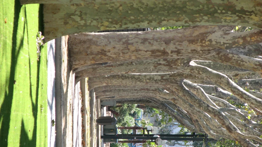 the park of trees is lined with benches