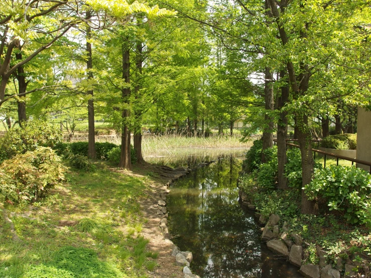 a small river running through a lush green forest