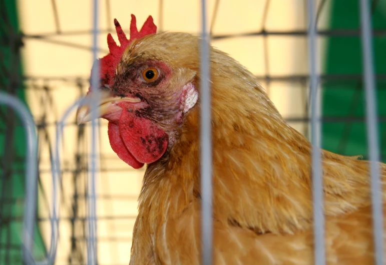 an adult chicken is caged and inside