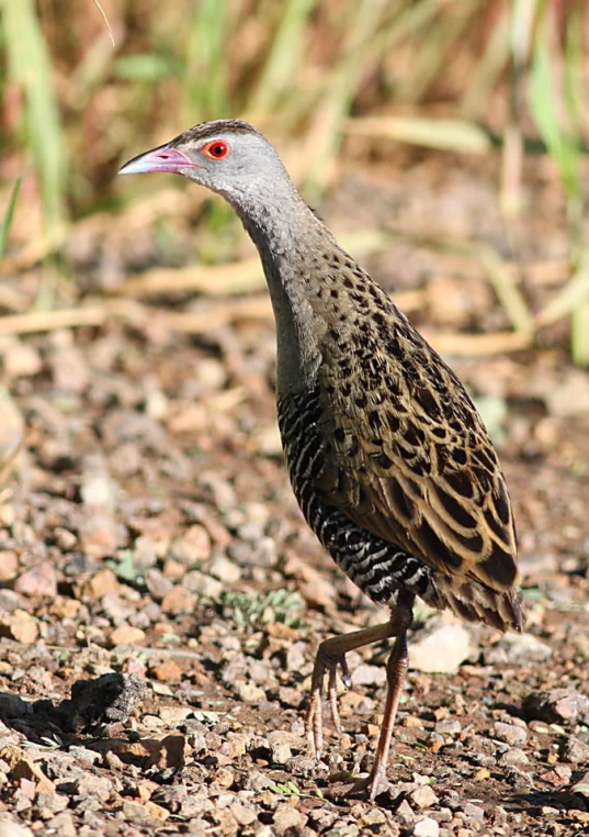 a small bird standing on the ground looking at the ground