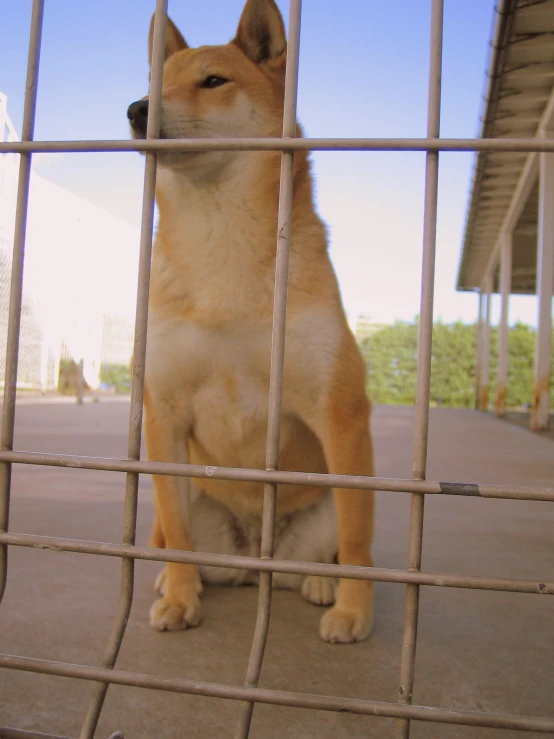 a dog in a  cell looking out over a concrete walkway