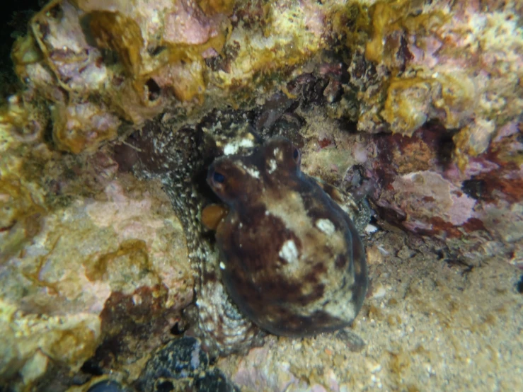 an animal that is on some rocks near water