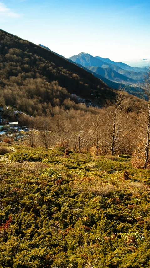 a field of grass with mountains in the background