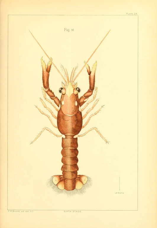 a plate containing a cray or lobster by william j wye