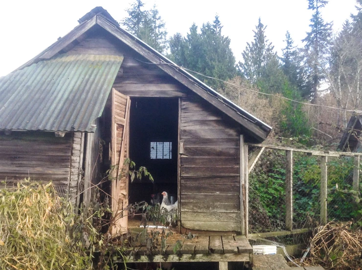 a chicken is inside of an old wooden building