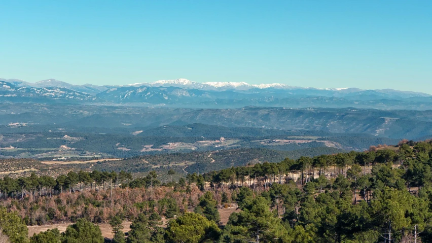 a green valley with trees and mountains in the background