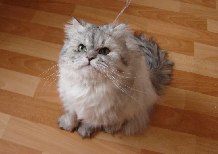 the grey and white cat is sitting on the wooden floor