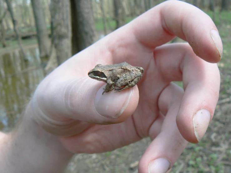 there is a small frog sitting in the palm of someone's hand