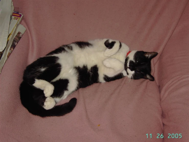 a kitten laying on top of a pink couch