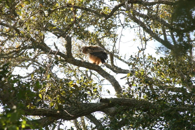 a cat perched on the limb of a tree in the day