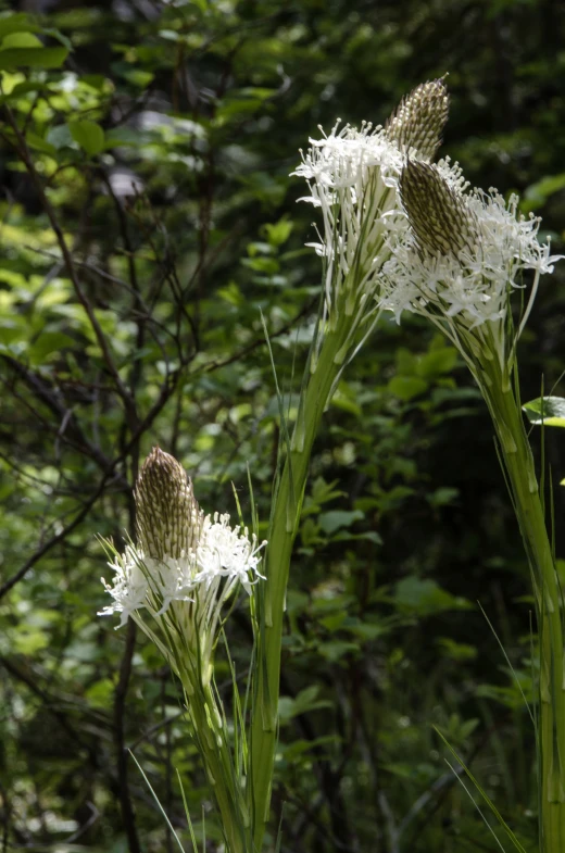 wildflowers stand in front of a green forest