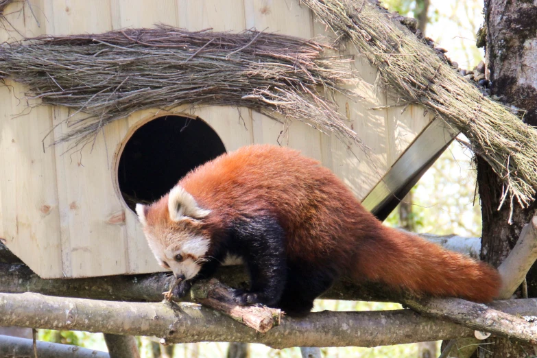 the red panda bear is climbing onto a log