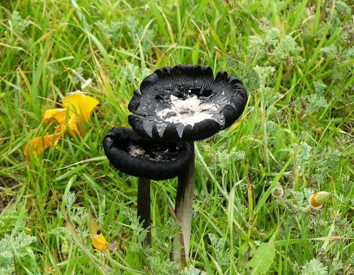 a black mushroom that has just been thrown out in the grass