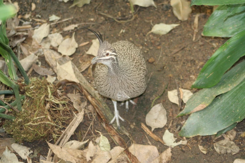 a small bird standing in the middle of the ground