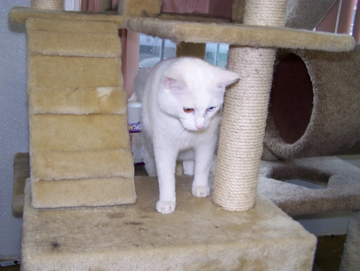 a white cat looks out from inside a pet house