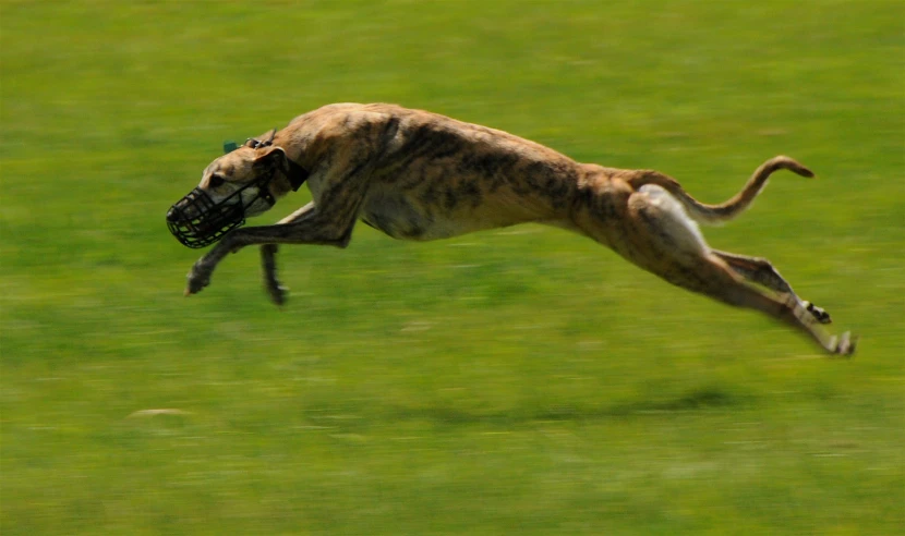 a dog jumps high and grabs a tennis ball