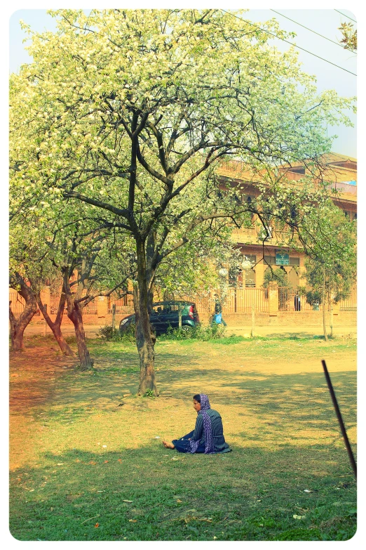 person sitting in field near tree with kite