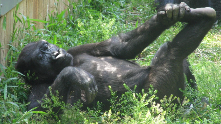 a big gorilla that is laying down in the grass