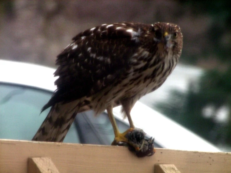 an owl on a rail of a car looking