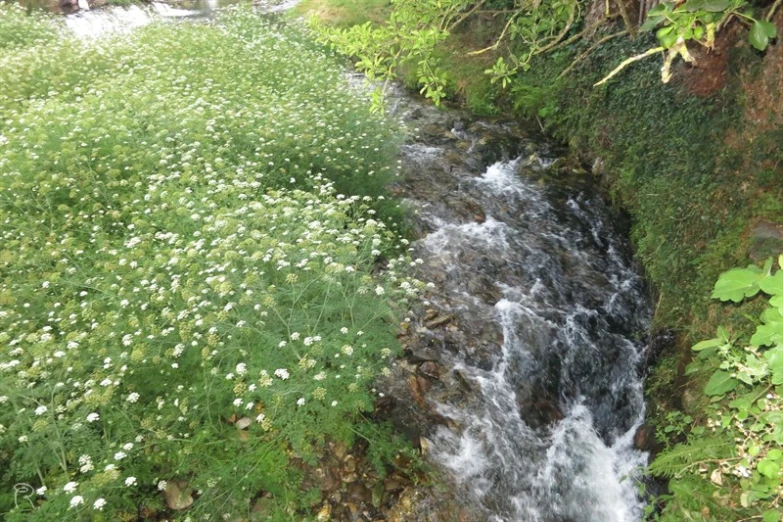 a small waterfall surrounded by lush green plants