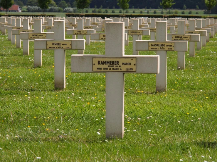 a group of crosses is shown on grass