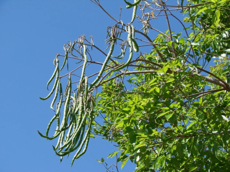 the leaves are green and tall against a blue sky