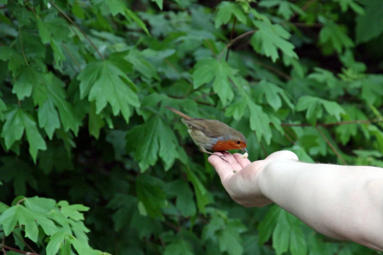 a red - ed bird sitting on a person's hand while outside