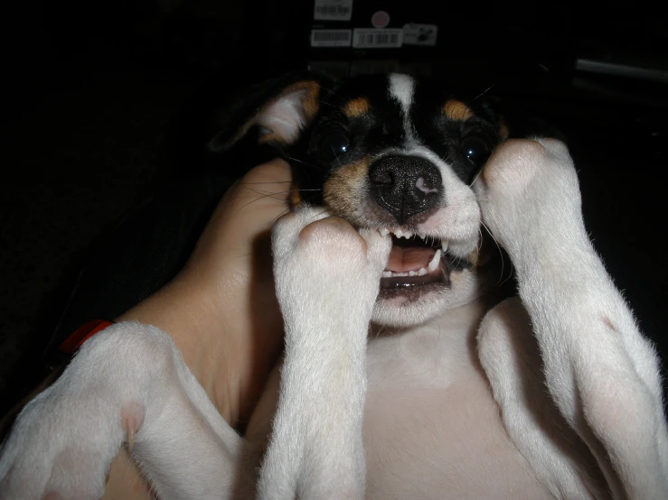 a dog has his paws raised up and its mouth covered by soap