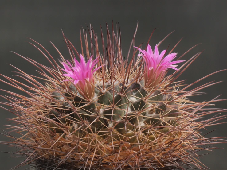 the inside of a cactus with flowers on it