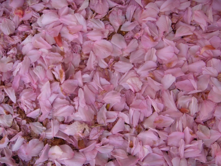 a bunch of petals on the ground, taken from above