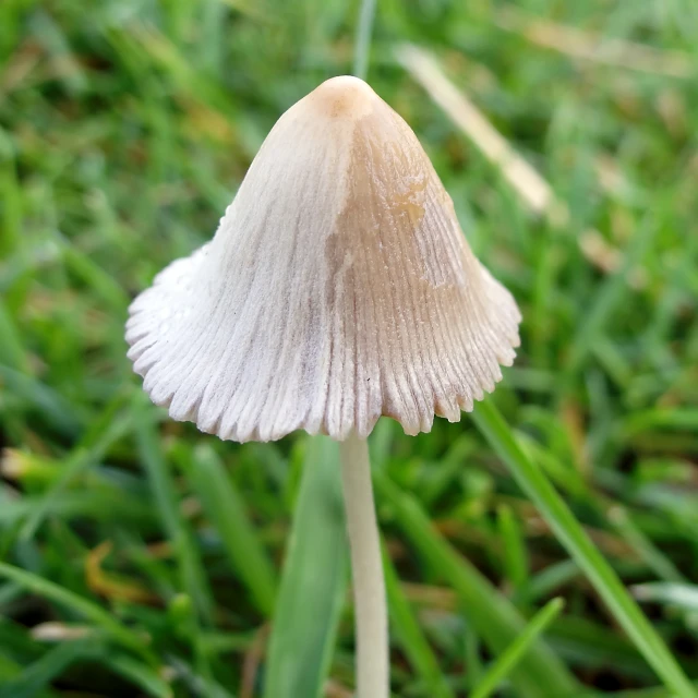 there is a mushroom that is growing in the grass