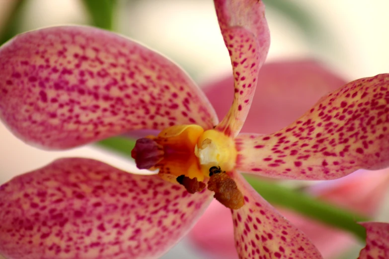 an orchid has spotted purple spots on it