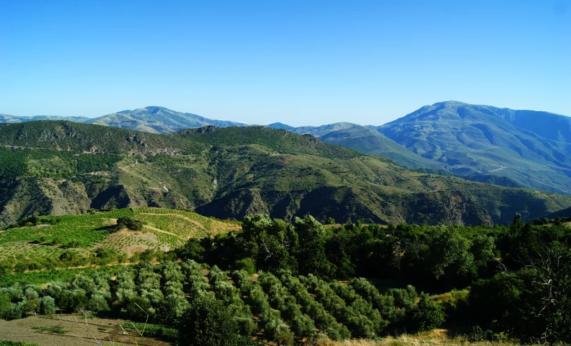 trees in a mountain valley with some mountains on the horizon