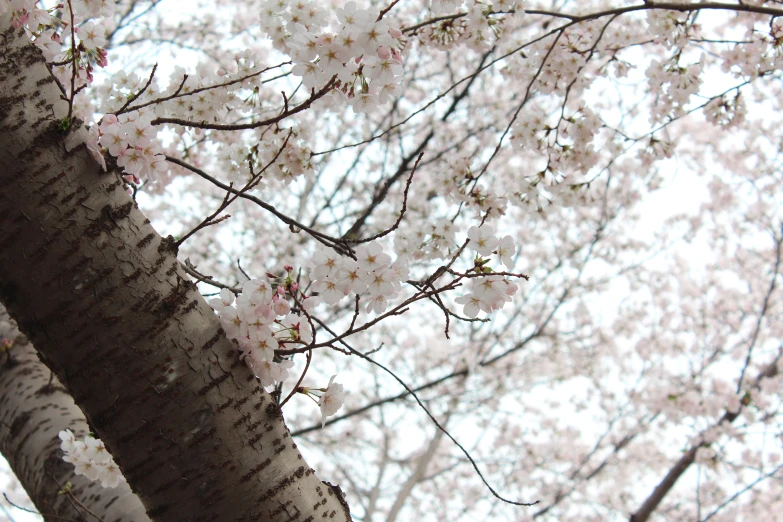 tree blossoms with pink petals and leaves against the sky