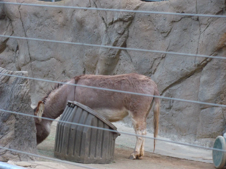 a donkey is in a zoo eating soing out of a bucket