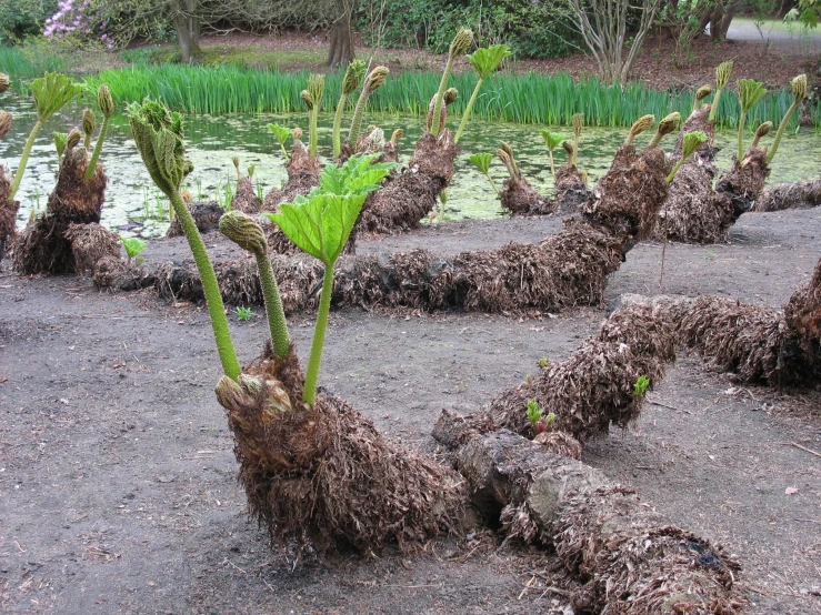 plant sprouts are covered with dirt on the ground